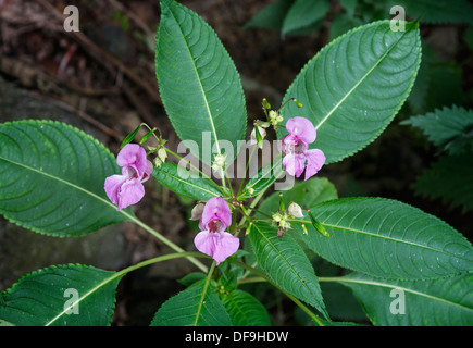 Drüsige Springkraut (Impatiens Glandulifera) Stockfoto