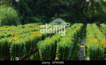 Landwirt Wasserpflanzen bei Daisy Blumenfarm Stockfoto