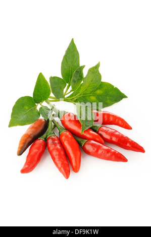 rote Chilischoten und Blätter auf weißem Hintergrund Stockfoto