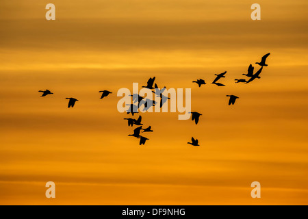 Sonnenuntergang-Strang - footed eine Herde von überwinternden rosa Gänse bei Sonnenuntergang Stockfoto