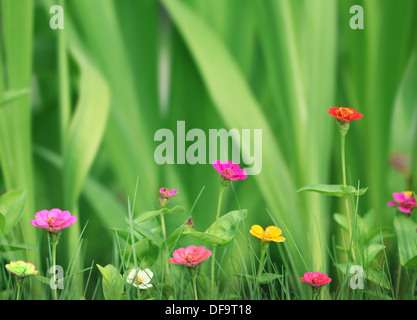Kleine wunderschöne Blumen im Garten über grünen Rasen Hintergrund. Stockfoto