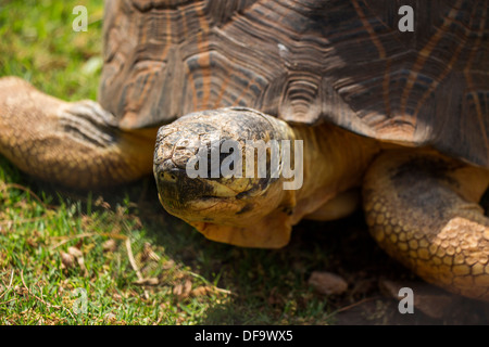 A in der Nähe von eine ausgestorbene Schildkröte Gesicht Stockfoto