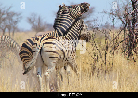 Zebra, Burchell - kämpfen Hengst Wildlife Hintergrund aus Afrika - Streifen des Zorns Stockfoto