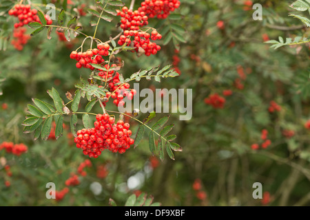 viele Reifen roten Beeren der Eberesche Baum hängenden bereit, durch Vögel gegessen zu werden Stockfoto