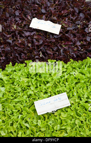 Schalen mit Salat-Setzlinge für den Verkauf in einem Straßenmarkt Werk Messe in Beuvron-En-Auge, Normandie, Frankreich Stockfoto