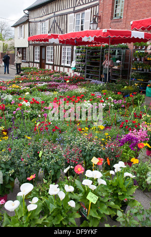 Hängende Körbe und Beetpflanzen für Verkauf in einem Straßenmarkt Werk Messe in Beuvron-En-Auge, Normandie, Frankreich Stockfoto