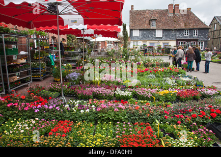 Beetpflanzen für Verkauf in einem Straßenmarkt Werk Messe in Beuvron-En-Auge, Normandie, Frankreich Stockfoto