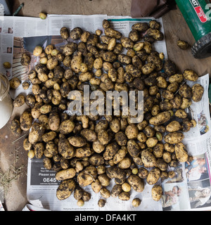 Ernte einer Ernte von Kartoffeln auf einer Zuteilung, UK Stockfoto