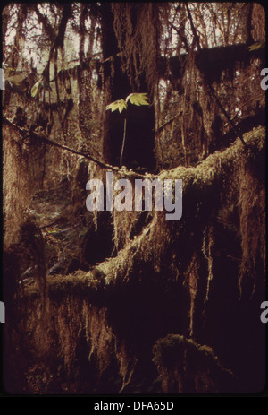 Das Foto zeigt einen Ahorn aus Weinreben, der vor einer Sitka-Fichte wächst, beide mit Clubmoos bedeckt, im Queets River Valley der Olympic Mountains. Dies unterstreicht die reiche Artenvielfalt der Region. Stockfoto