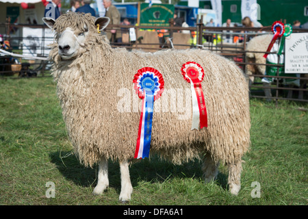 Eine preisgekrönte Leicester Longwool Schafe an der Gransden Agricultural Show UK Stockfoto