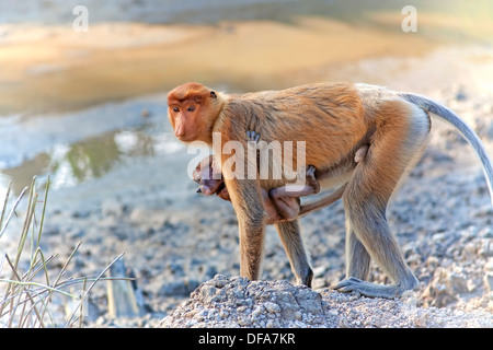 Proboscis Monkey Stockfoto