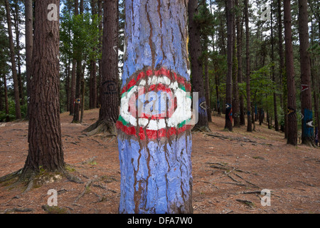 Urdaibai, Spanien: Oma Wald ist ein Kunstwerk, geschaffen von Agustin Ibarrola, ein baskischer Bildhauer und Maler, in der Nähe von Kortezubi, Bizkaia Stockfoto