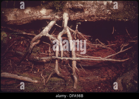 Dieses Bild zeigt einen Baumstamm aus rotem Zedernholz im Olympic National Park, Washington, in dem Fichtenwurzeln wachsen. Das Schwesternbuch dient als Stützstruktur für jüngere Bäume im Waldökosystem und fördert die Artenvielfalt. Stockfoto
