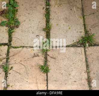 Rasen wächst durch die Pflasterung der Straße Stockfoto