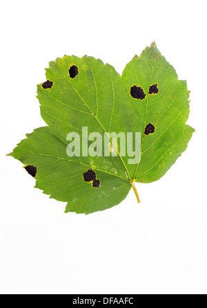 Ahorn Blatt Acer Pseudoplatanus mit Teer Fleck Pilz Rhytisma Acerinum geschnitten, UK Stockfoto