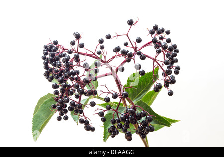 Elder Sambucus Nigra Beeren und Blätter auf einem weißen Hintergrund UK Stockfoto