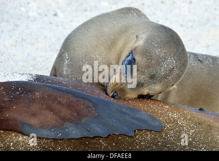 Galapagos-Seelöwe Spanferkel auf Mutter mit flipper Stockfoto