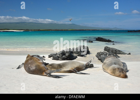 Galapagos-Seelöwen am Strand mit türkisblauem Meer Stockfoto