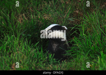 Ein Dachs entstehende seinen Satz in der Abenddämmerung UK Stockfoto