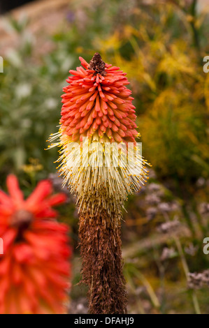 Kniphofia Rot-heiße Poker-Anlage Stockfoto