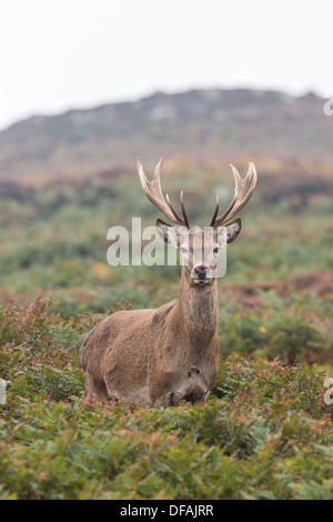 Männliche Hirsch Rothirsch (Cervus Elaphus) steht unter Adlerfarn auf Ramsey Island, Pembrokeshire. Stockfoto