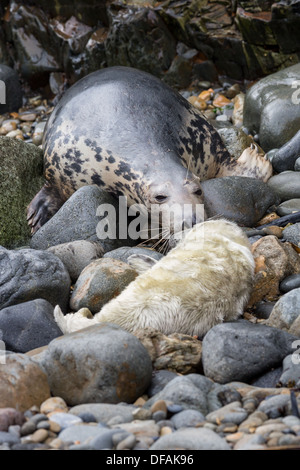 Graue Dichtung (Halichoerus Grypus) Gesten, seine jungen Welpen auf einer felsigen Bucht auf dem Pembrokeshire Insel Ramsey Stockfoto