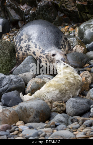 Graue Dichtung (Halichoerus Grypus) Gesten, seine jungen Welpen auf einer felsigen Bucht auf dem Pembrokeshire Insel Ramsey Stockfoto