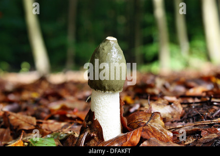 Pilz-Phallus Impudicus wächst im Wald Stockfoto