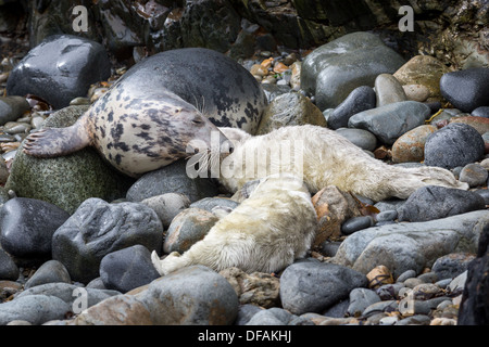 Graue Dichtung (Halichoerus Grypus) Gesten, seine jungen Welpen auf einer felsigen Bucht auf dem Pembrokeshire Insel Ramsey Stockfoto