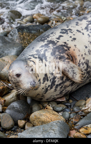 Grey Seal (Halichoerus Grypus) Kuh auf einer felsigen Bucht an der Pembrokeshire Insel Ramsey Stockfoto