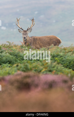 Männliche Hirsch Rothirsch (Cervus Elaphus) steht unter Bracken und Heather auf Ramsey Island, Pembrokeshire. Stockfoto