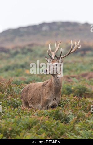 Männliche Hirsch Rothirsch (Cervus Elaphus) steht unter Adlerfarn auf Ramsey Island, Pembrokeshire. Stockfoto