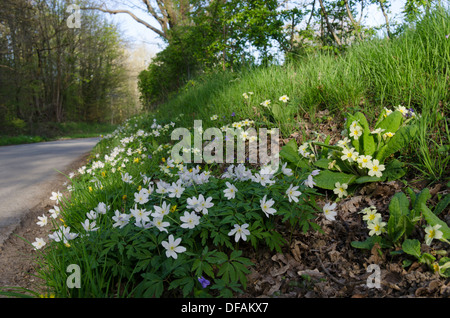 Buschwindröschen [Anemone Nemorosa]. [Primula Vulgaris] Primeln und Veilchen am Rande der Straße. Sussex, England. Stockfoto