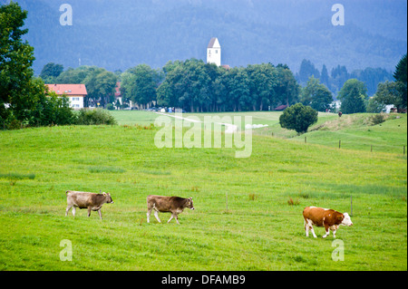 Braunvieh Rinder in Alp, Schwangau, Bayern, (Bayern), Deutschland Stockfoto