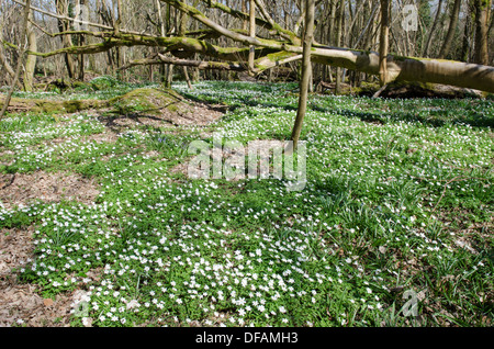 Holz-Anemone [Anemone Nemorosa] Harting hinunter, South Downs National Park. Im Wald. West Sussex, UK. April Stockfoto