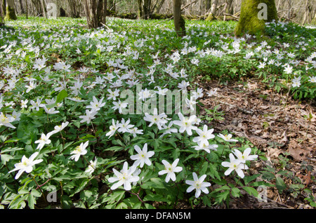 Holz-Anemone [Anemone Nemorosa] Harting hinunter, South Downs National Park. Im Wald. West Sussex, UK. April Stockfoto