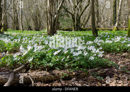 Holz-Anemone [Anemone Nemorosa] Harting hinunter, South Downs National Park. Im Wald. West Sussex, UK. April Stockfoto