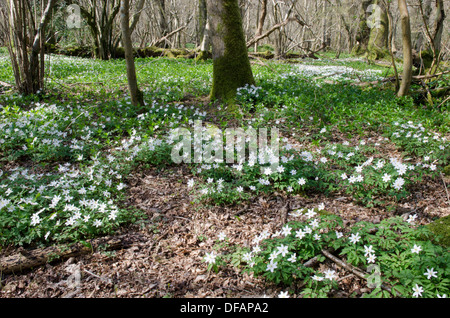 Holz-Anemone [Anemone Nemorosa] Harting hinunter, South Downs National Park. Im Wald. West Sussex, UK. April Stockfoto