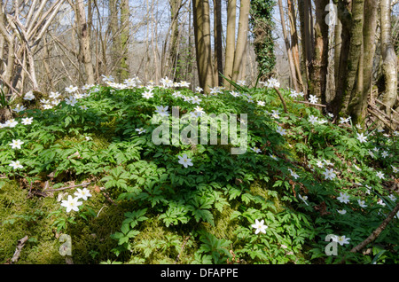 Holz-Anemone [Anemone Nemorosa] Harting hinunter, South Downs National Park. Im Wald. West Sussex, UK. April Stockfoto