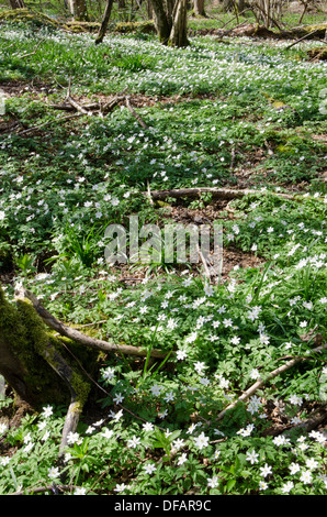 Holz-Anemone [Anemone Nemorosa] Harting hinunter, South Downs National Park. Im Wald. West Sussex, UK. April Stockfoto