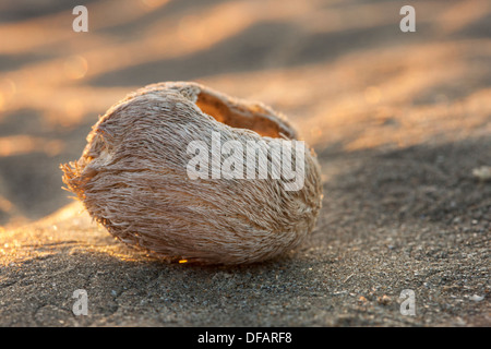 Meer-Kartoffel / Herz Seeigel (Echinocardium Cordatum) Schale mit Stacheln am Strand entlang der Nordseeküste gewaschen Stockfoto