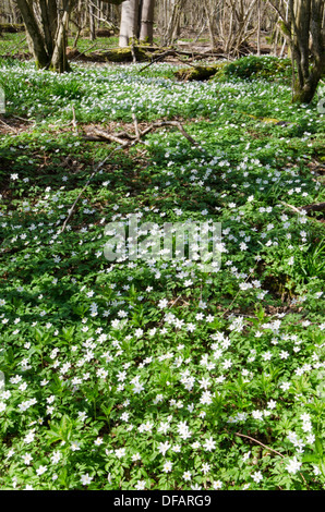 Holz-Anemone [Anemone Nemorosa] Harting hinunter, South Downs National Park. Im Wald. West Sussex, UK. April Stockfoto