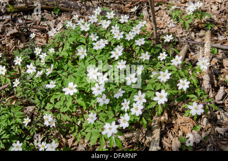 Holz-Anemone [Anemone Nemorosa] Harting hinunter, South Downs National Park. Im Wald. West Sussex, UK. April Stockfoto