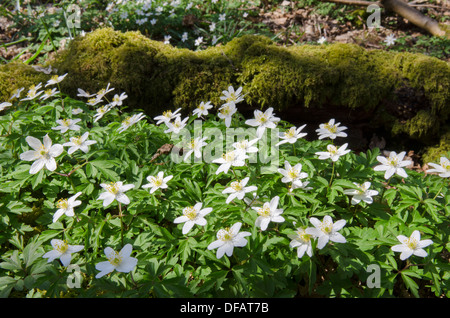 Holz-Anemone [Anemone Nemorosa] Harting hinunter, South Downs National Park. Im Wald. West Sussex, UK. April Stockfoto