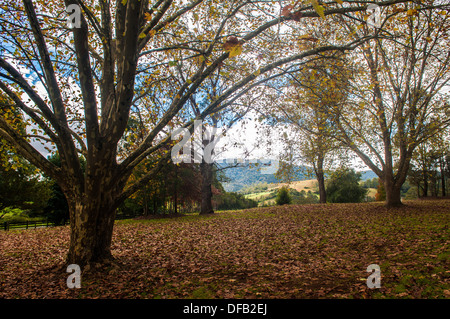 Dorrigo, New-South.Wales, Australien Stockfoto