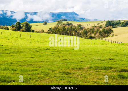 Kuh Weiden Paddocks Dorrigo, New-South.Wales, Australien Stockfoto