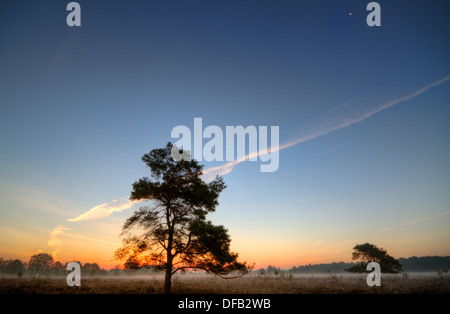 Einsame Kiefer in Heide bei Sonnenaufgang Stockfoto