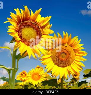 Sonnenblumen im Feld. Close-up Stockfoto
