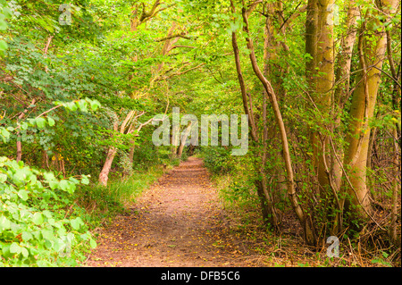 Reydon Woods zu Beginn des Herbstes in Reydon, Suffolk, England, Großbritannien, Uk Stockfoto