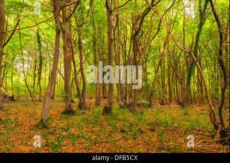 Reydon Woods zu Beginn des Herbstes in Reydon, Suffolk, England, Großbritannien, Uk Stockfoto